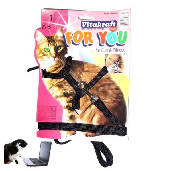 Katzen Gürtel